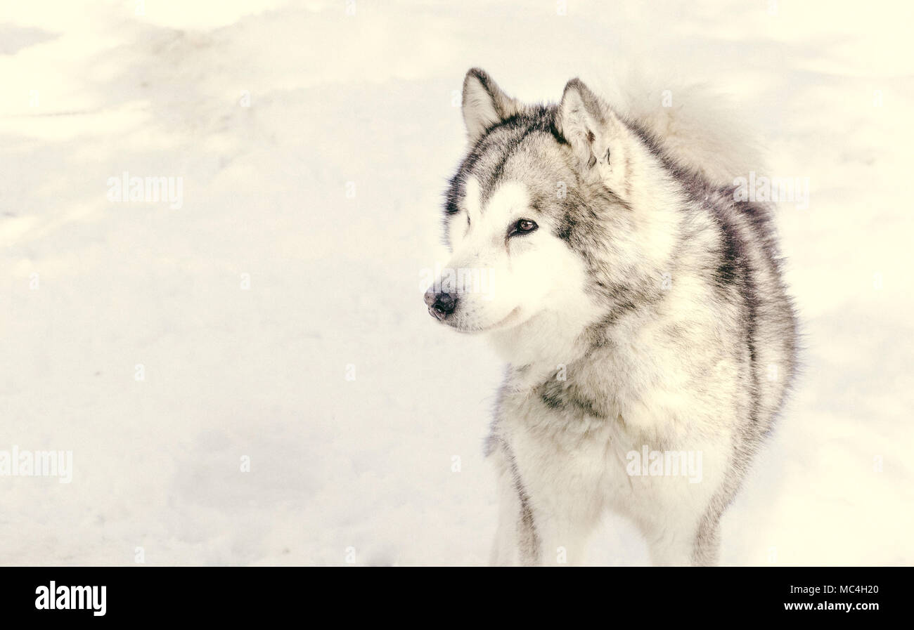 Siberian husky portrait in winter Stock Photo - Alamy