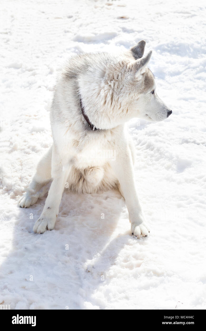 Siberian husky portrait in winter Stock Photo - Alamy