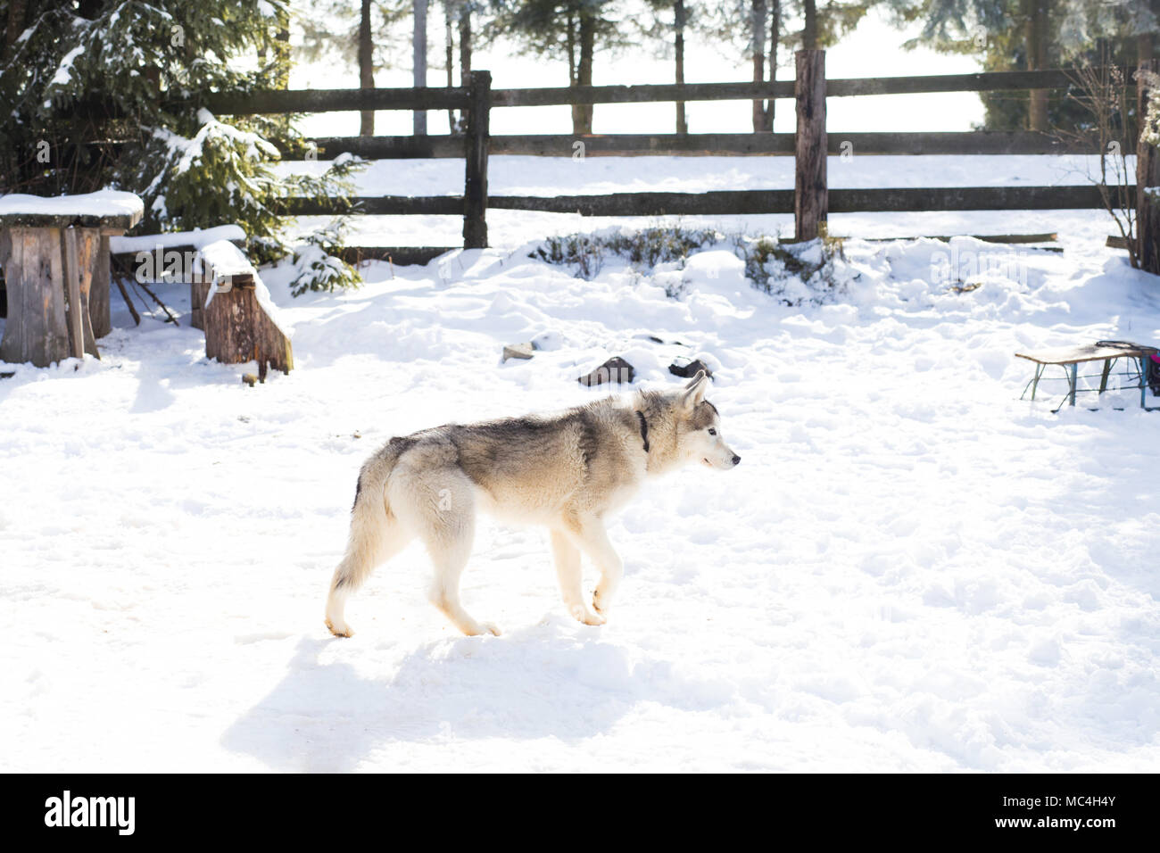 Siberian husky portrait in winter Stock Photo - Alamy