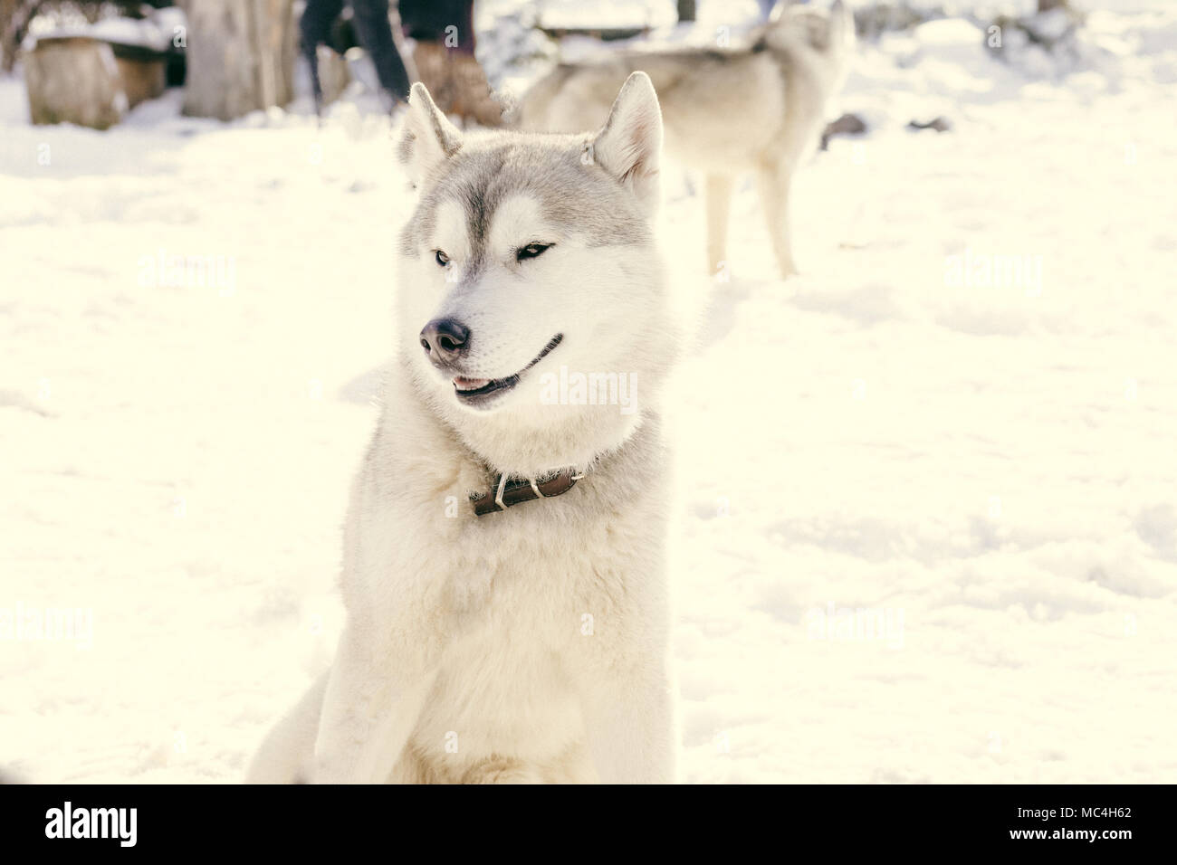 Siberian husky portrait in winter Stock Photo - Alamy