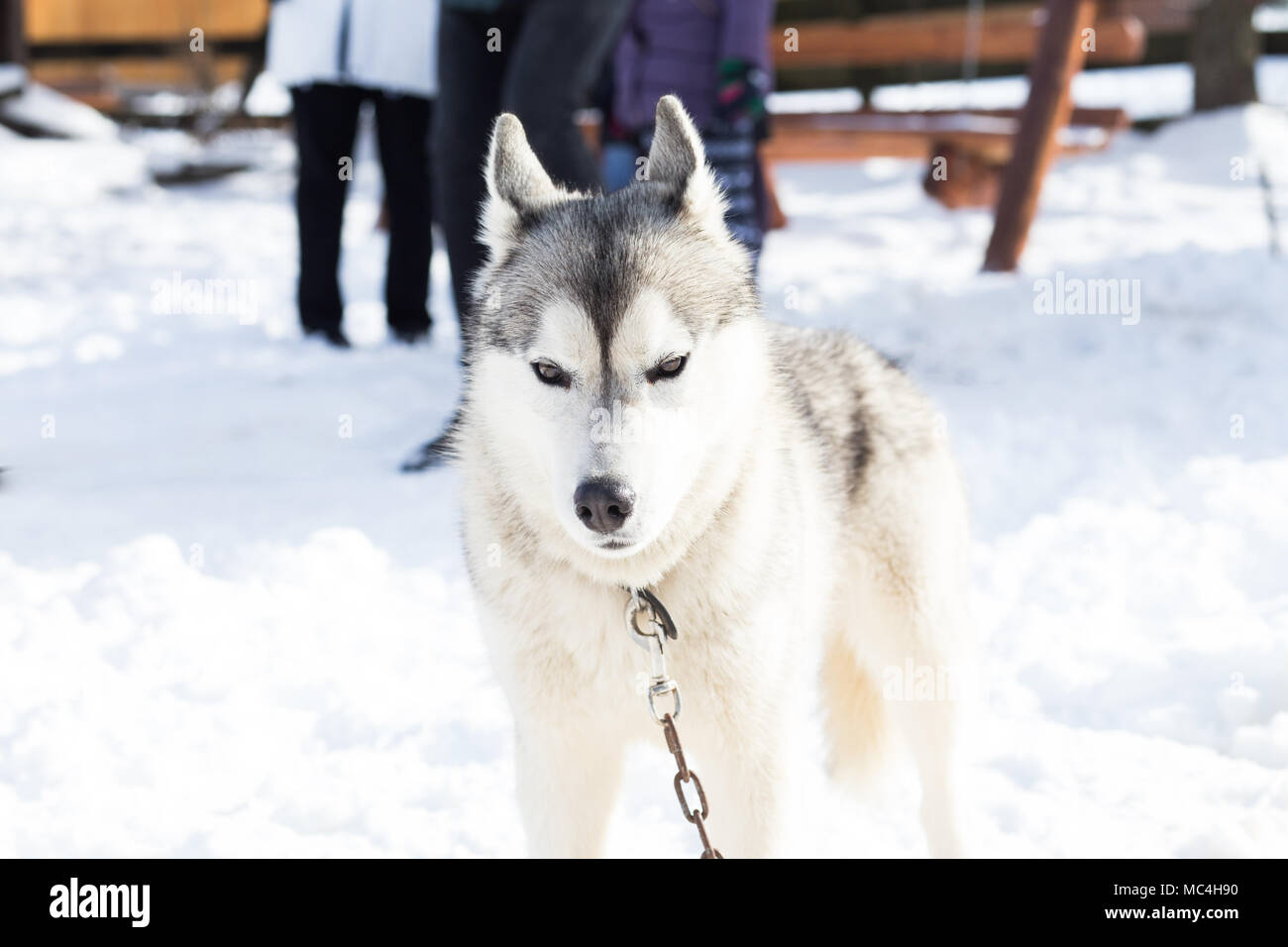 Siberian husky portrait in winter Stock Photo - Alamy