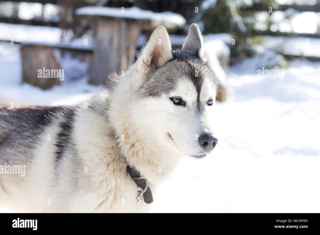 Siberian husky portrait in winter Stock Photo - Alamy