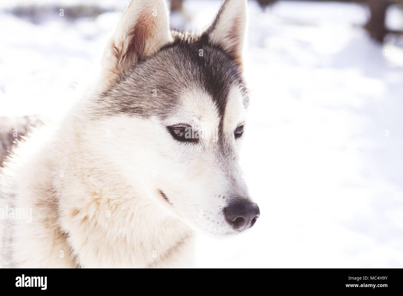 Siberian husky portrait in winter Stock Photo - Alamy