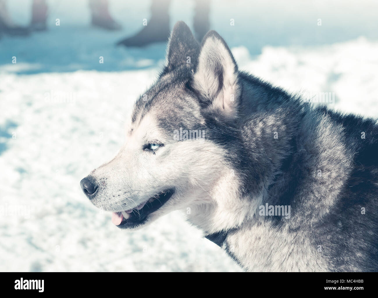 Siberian husky portrait in winter Stock Photo - Alamy