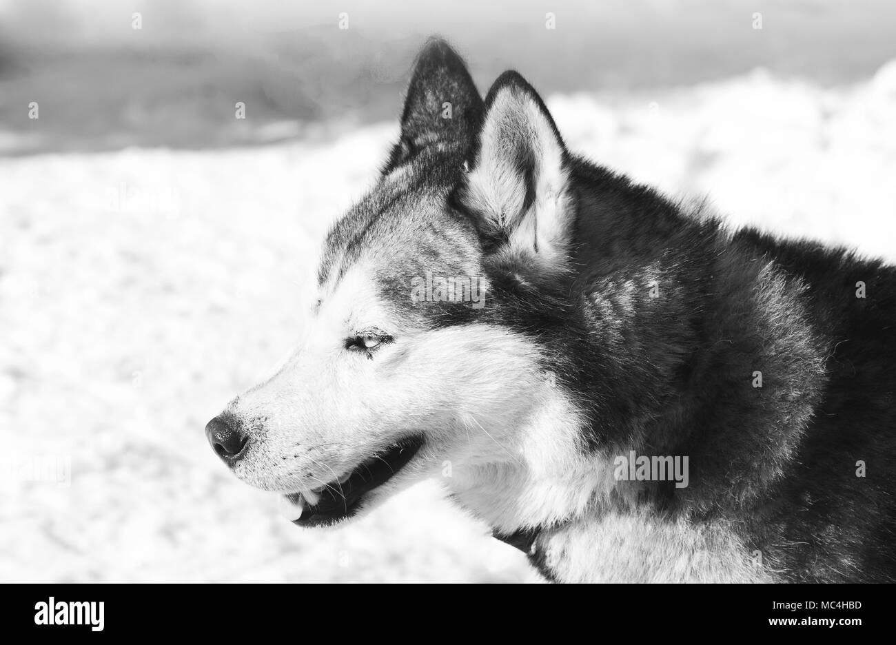 Siberian husky portrait in winter Stock Photo - Alamy