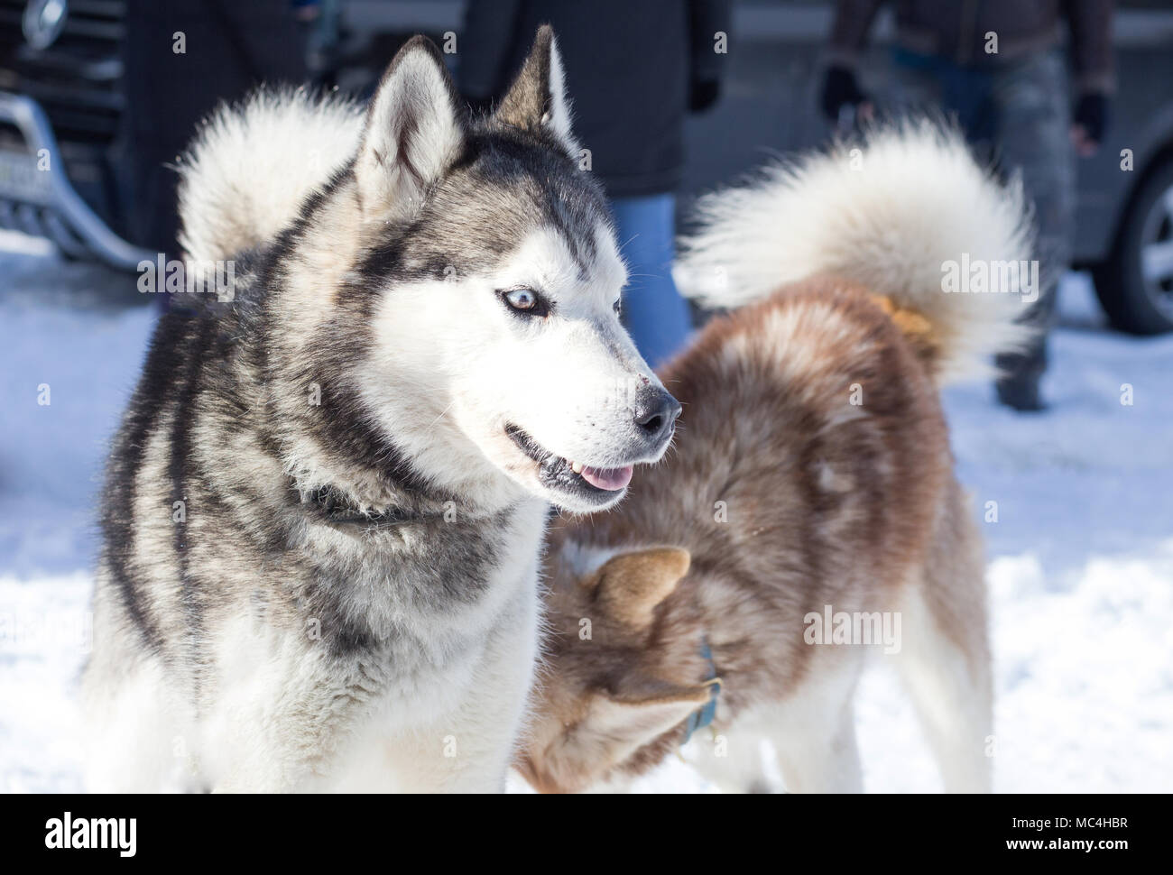 Siberian husky portrait in winter Stock Photo