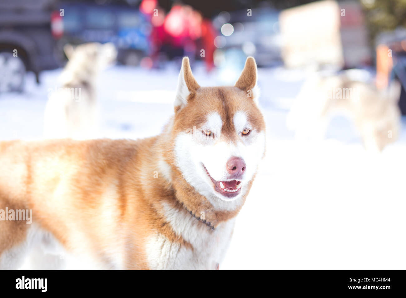Siberian husky portrait in winter Stock Photo - Alamy