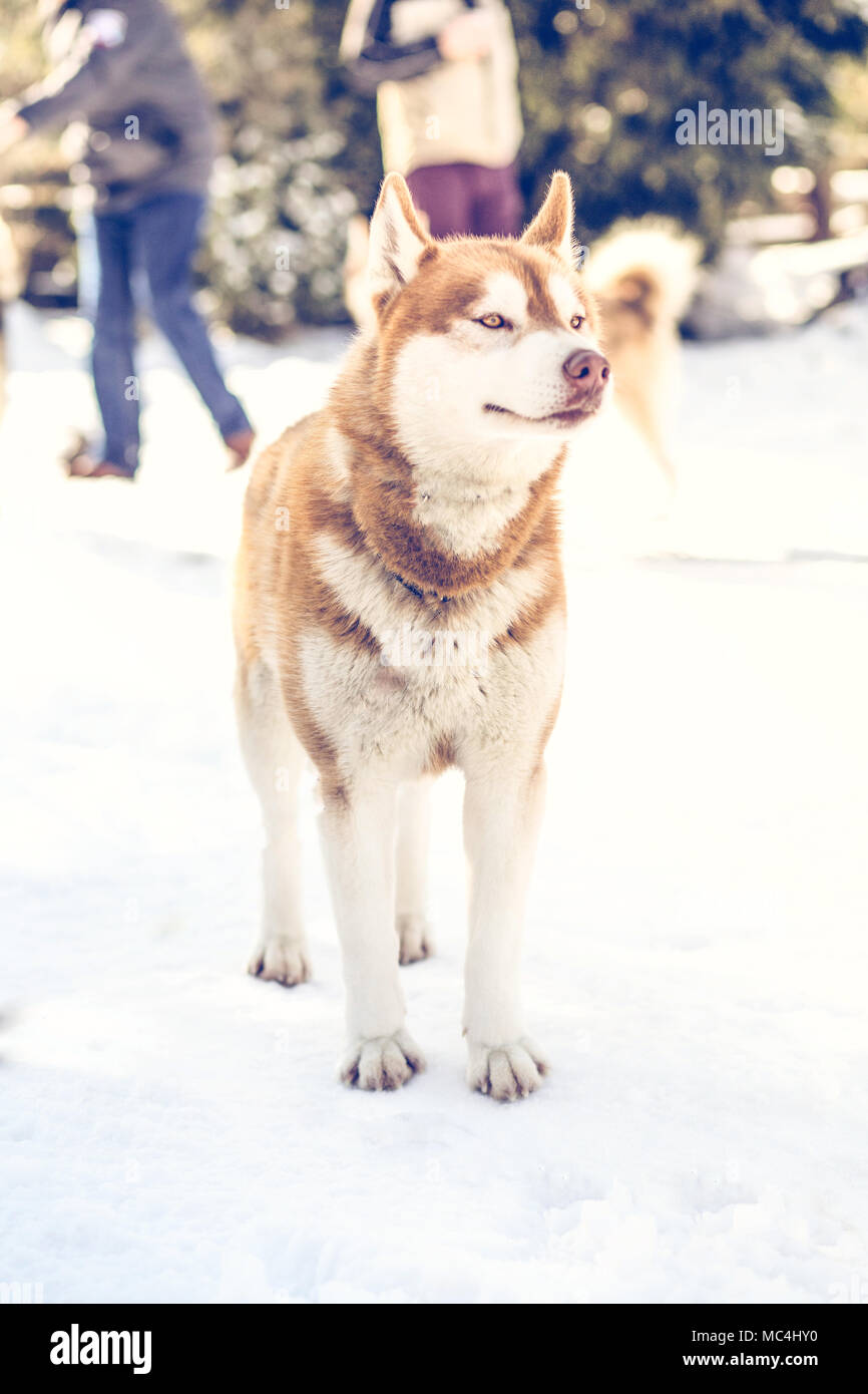 Siberian husky portrait in winter Stock Photo - Alamy