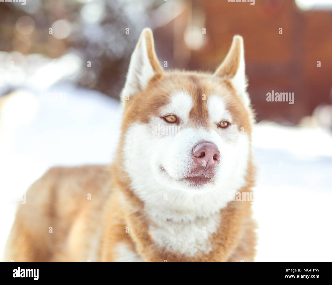 Siberian husky portrait in winter Stock Photo