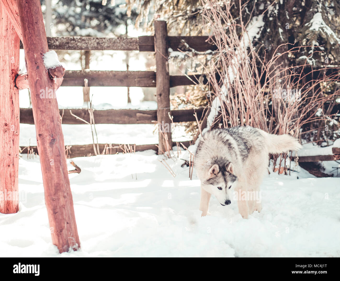 Siberian husky portrait in winter Stock Photo - Alamy