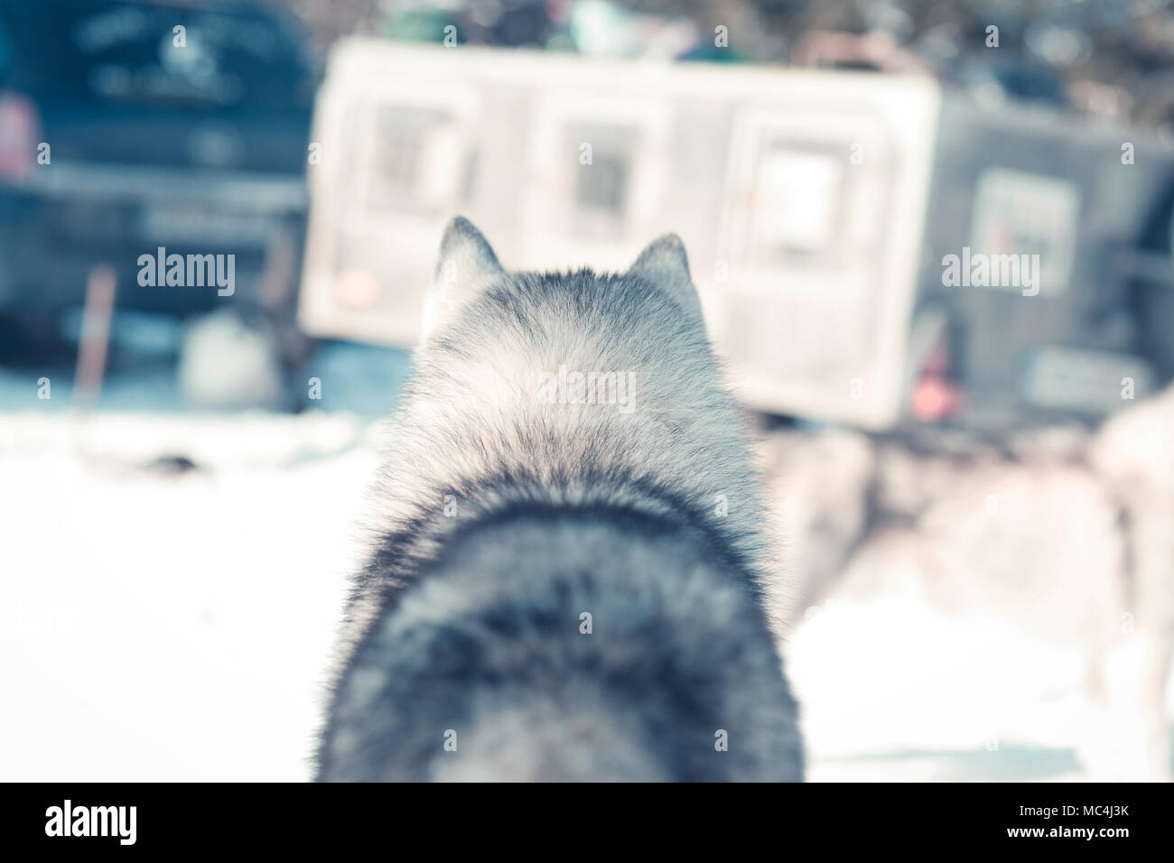 Siberian husky portrait in winter Stock Photo - Alamy
