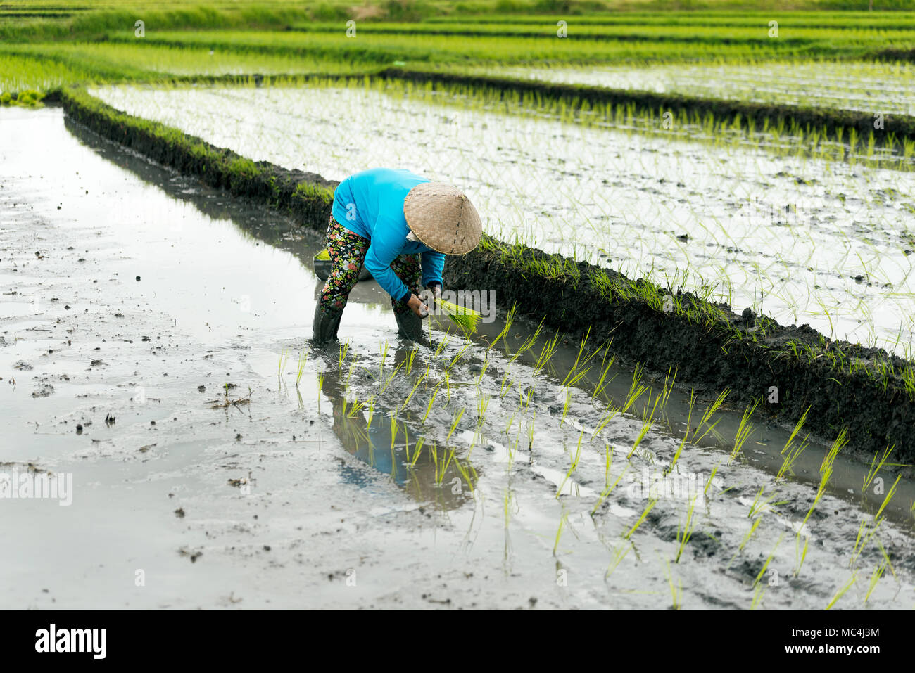 Indonesian farmer woman in a blue raincoat, working in a rice terrace with a Balinese hat. Bali Indonesia. Stock Photo