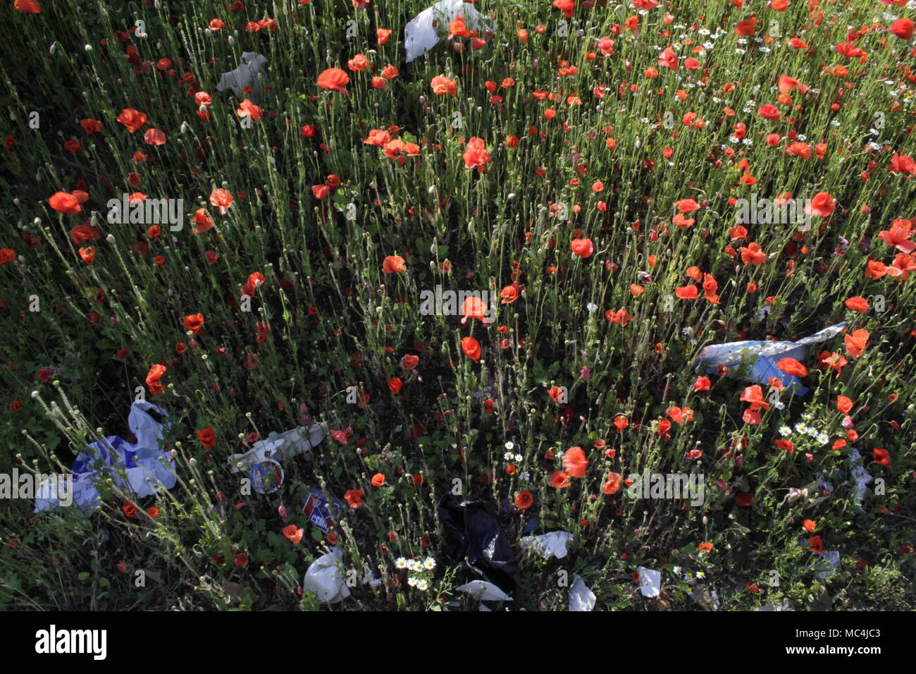 Rubbish discarded in poppy flower bed Stock Photo Alamy