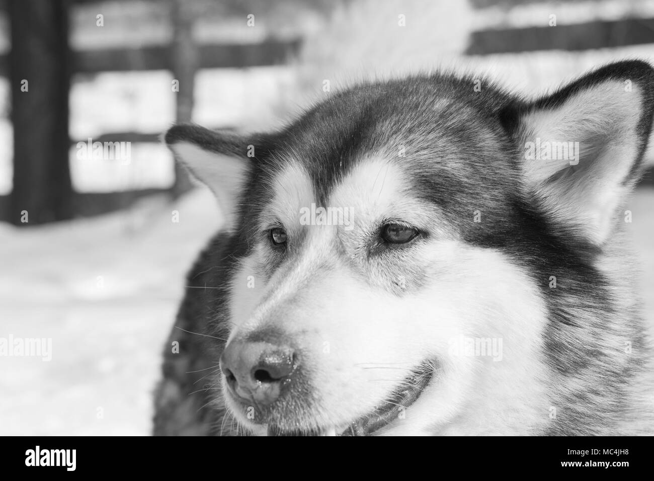 Siberian husky portrait in winter Stock Photo - Alamy