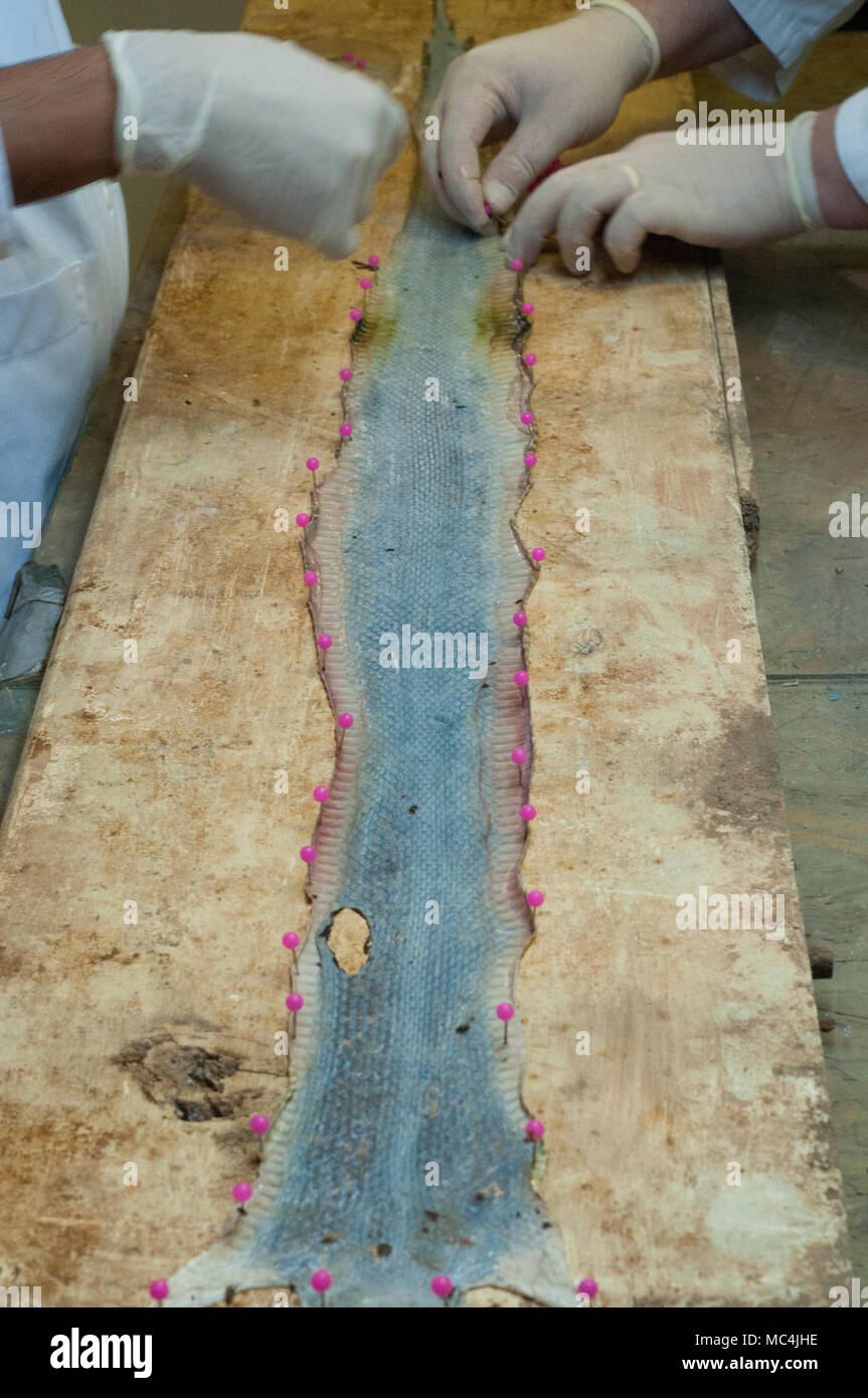 Taxidermy snake hi-res stock photography and images - Alamy - Taxidermy Plastic Snake