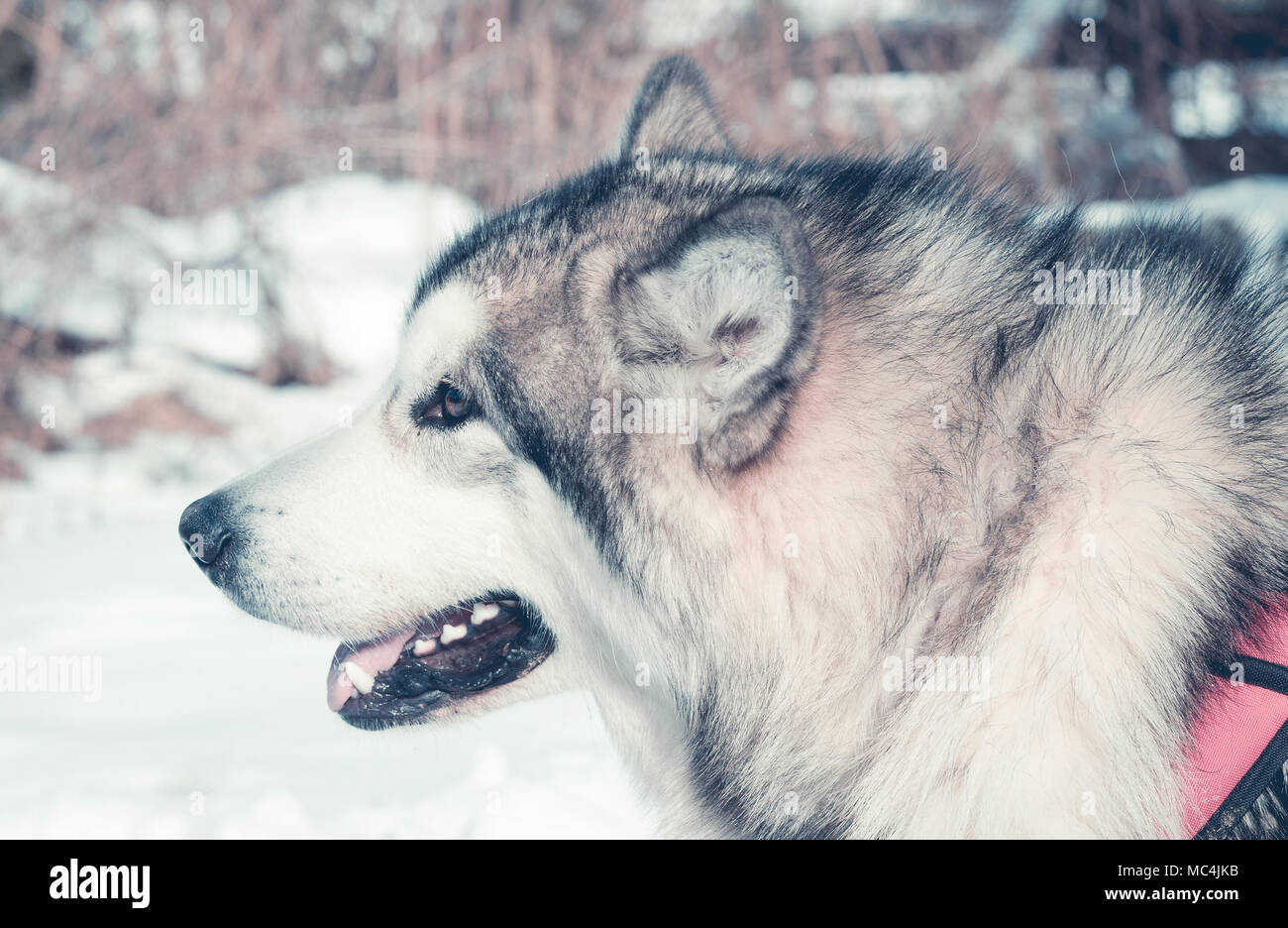 Siberian husky portrait in winter Stock Photo - Alamy