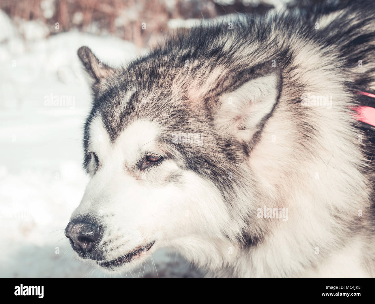 Siberian husky portrait in winter Stock Photo - Alamy