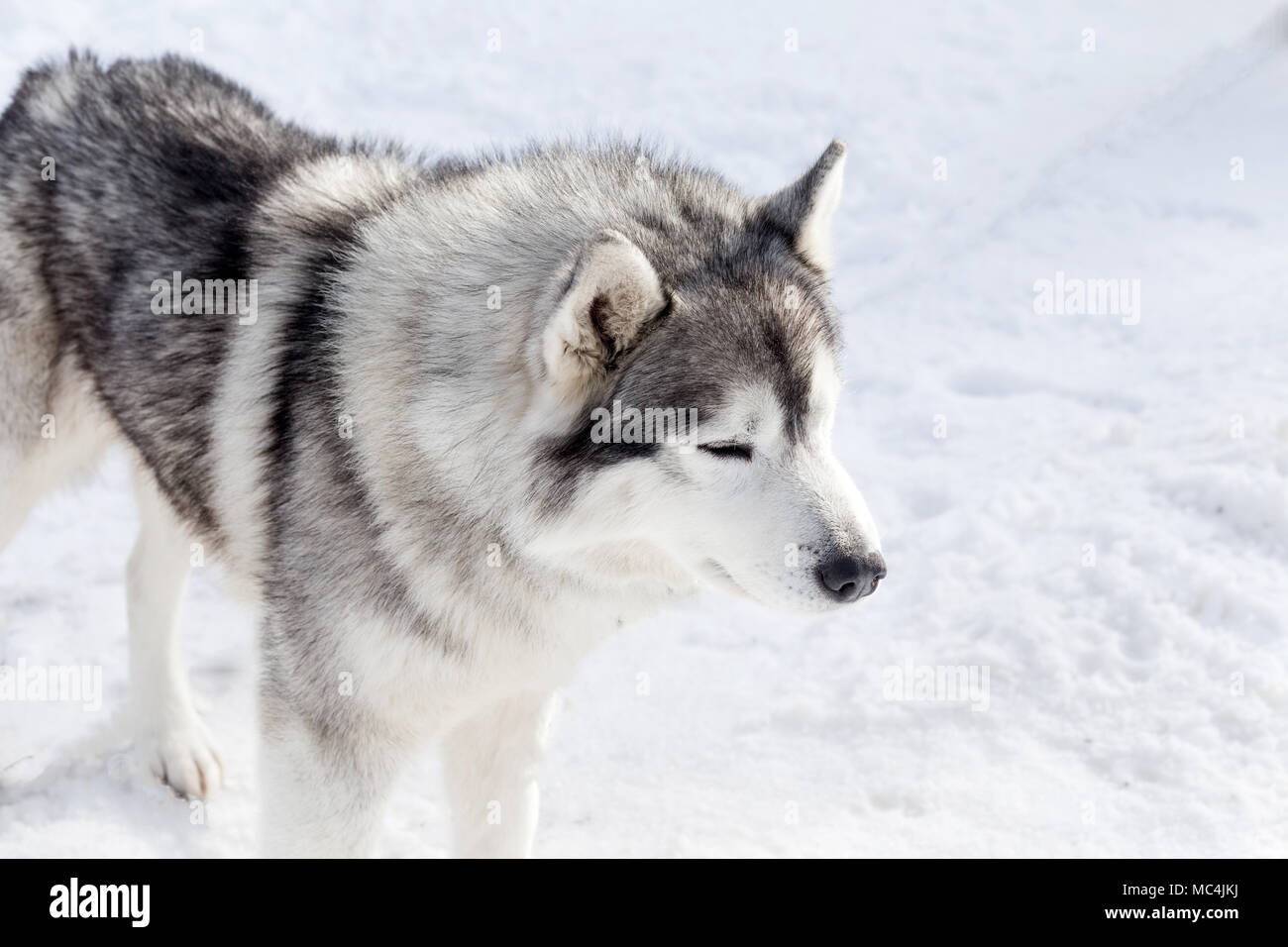 Siberian husky portrait in winter Stock Photo - Alamy