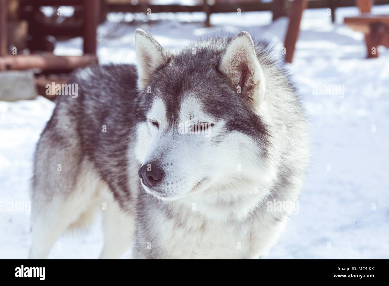 Siberian husky portrait in winter Stock Photo - Alamy