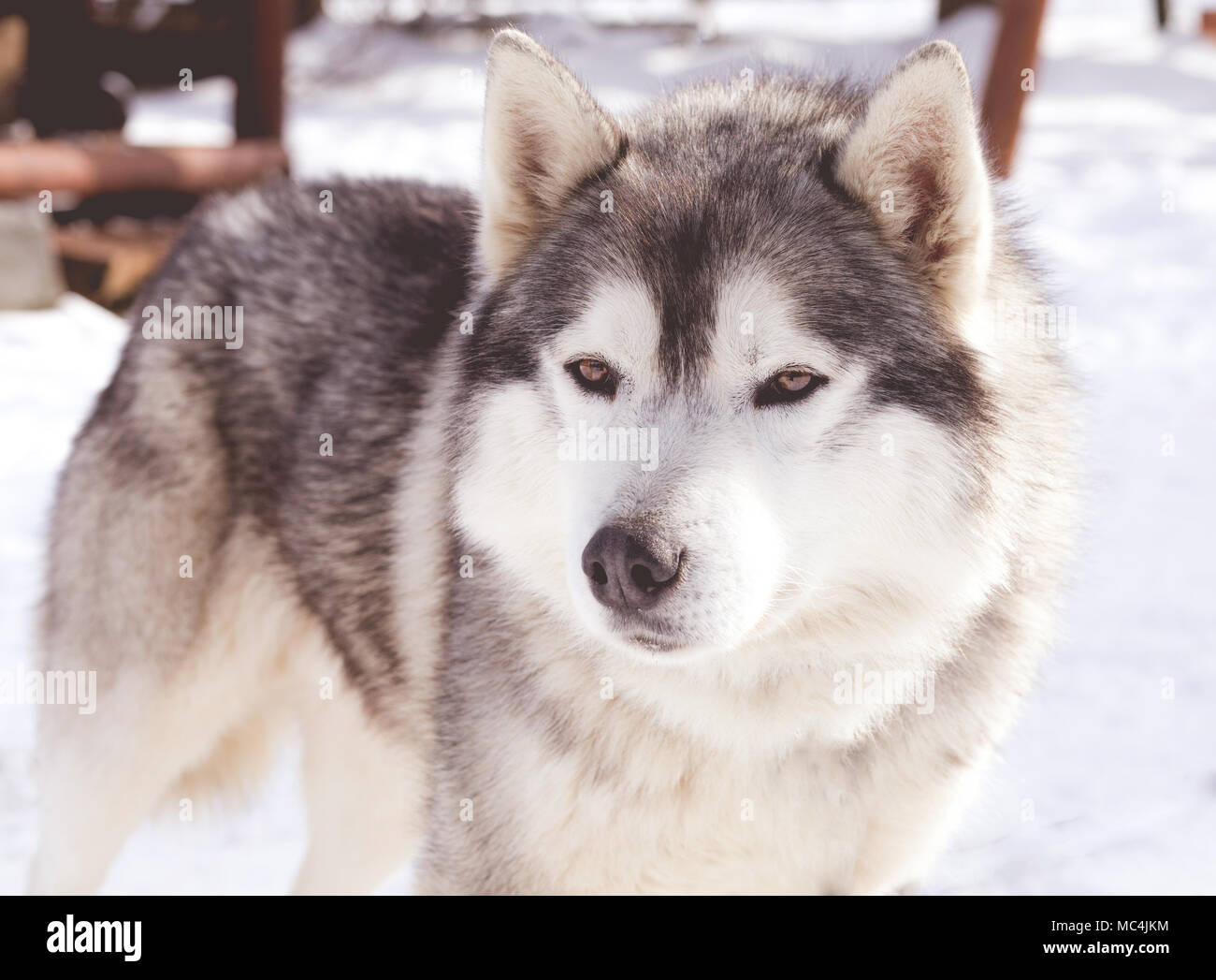 Siberian husky portrait in winter Stock Photo - Alamy