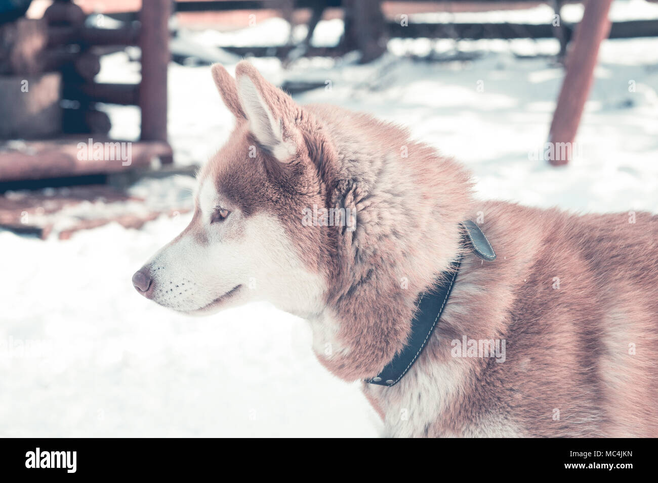 Siberian husky portrait in winter Stock Photo - Alamy