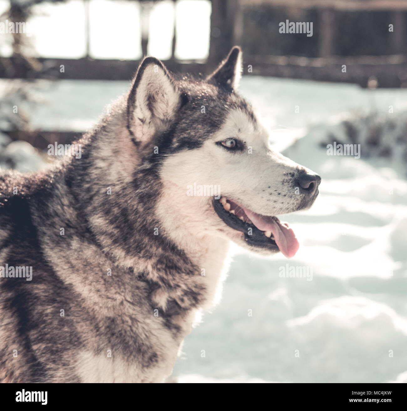 Siberian husky portrait in winter Stock Photo - Alamy