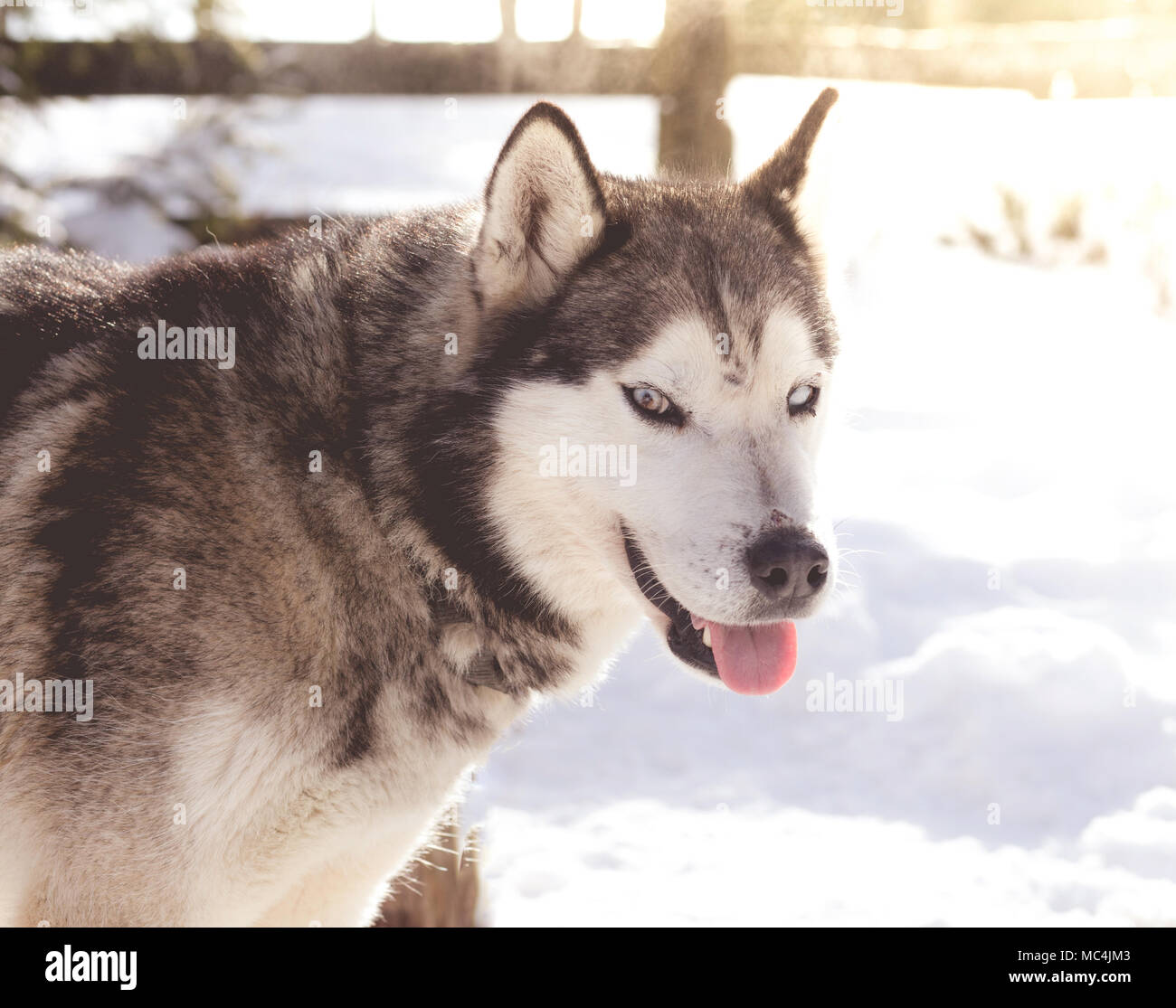 Siberian husky portrait in winter Stock Photo - Alamy