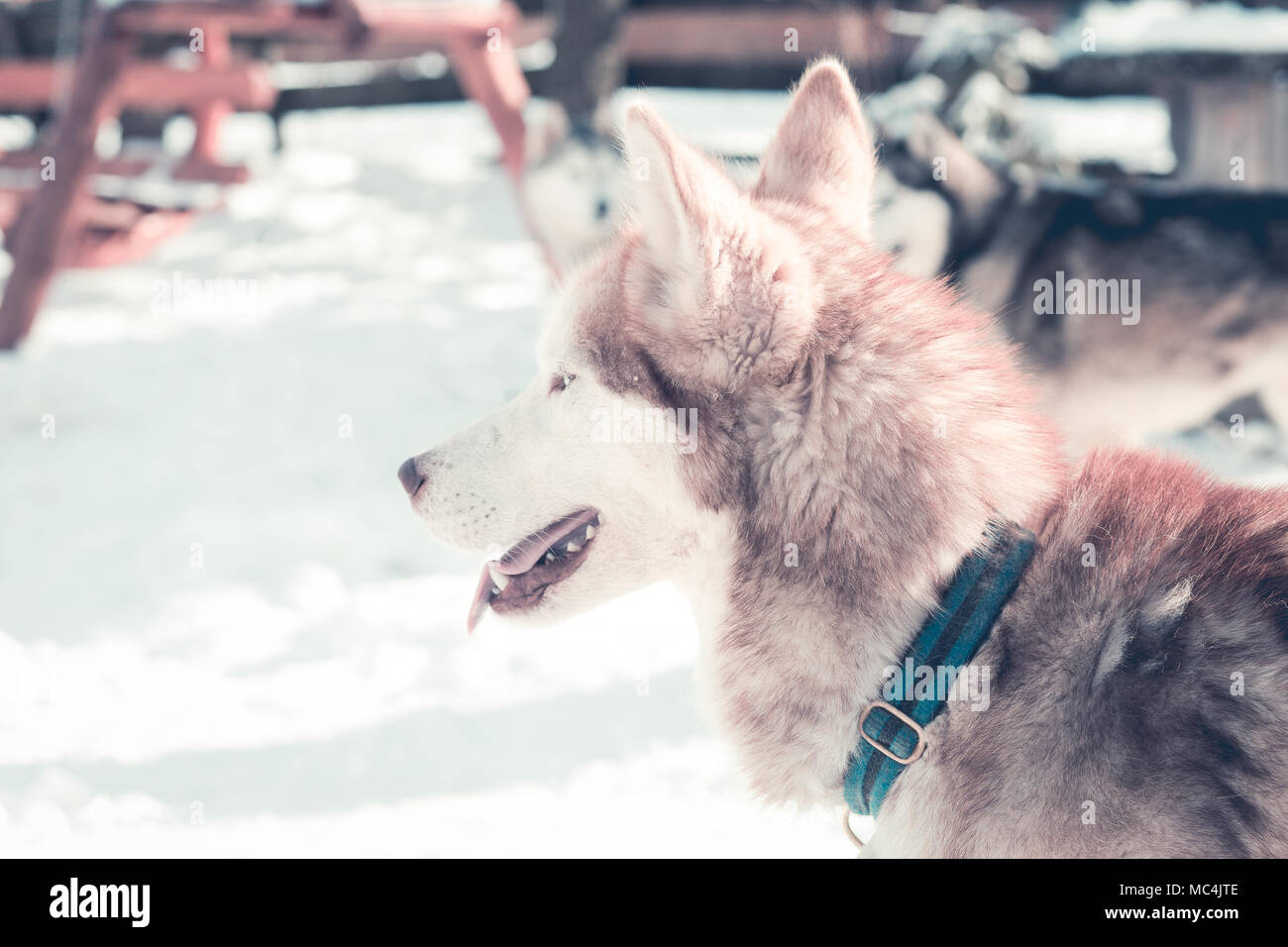 Siberian husky portrait in winter Stock Photo - Alamy
