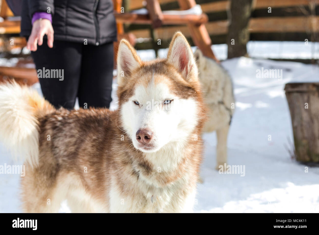 Siberian husky portrait in winter Stock Photo