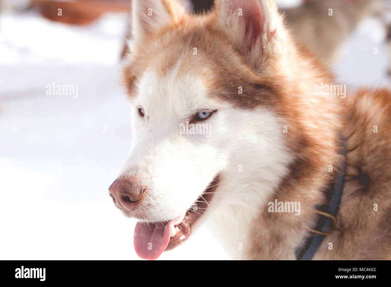 Siberian husky portrait in winter Stock Photo - Alamy