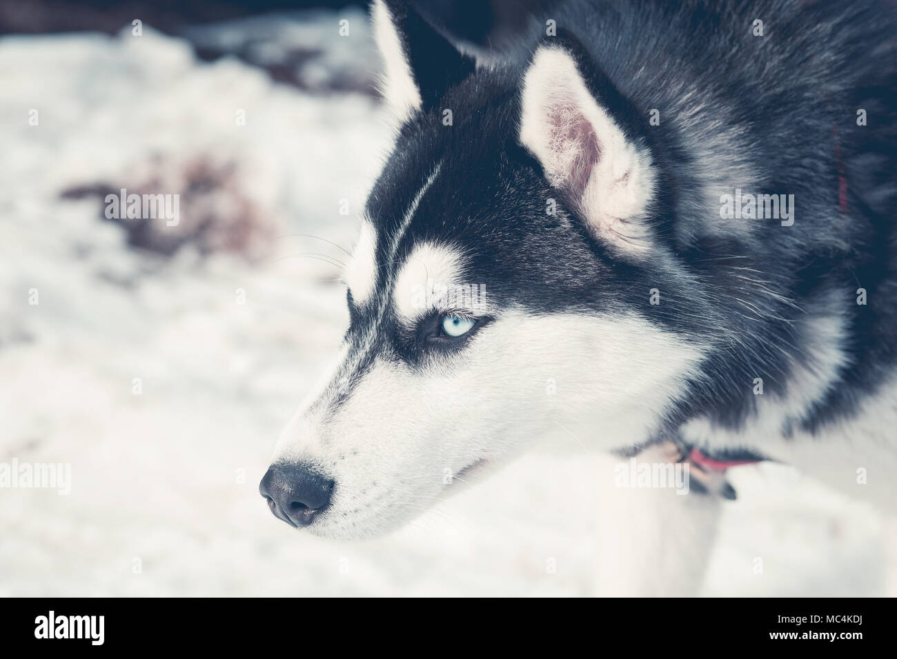Siberian husky portrait in winter Stock Photo - Alamy