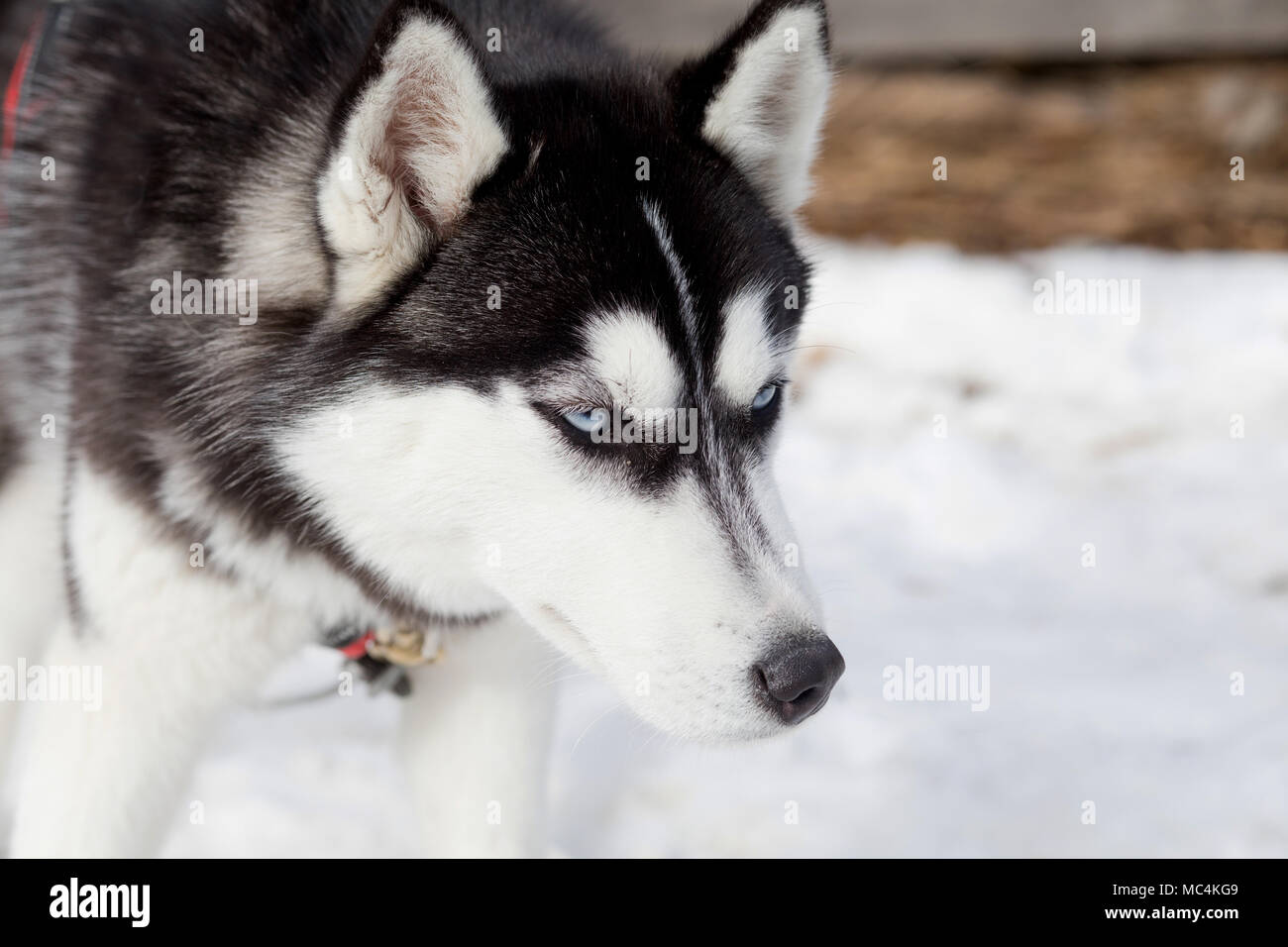 Siberian husky portrait in winter Stock Photo - Alamy