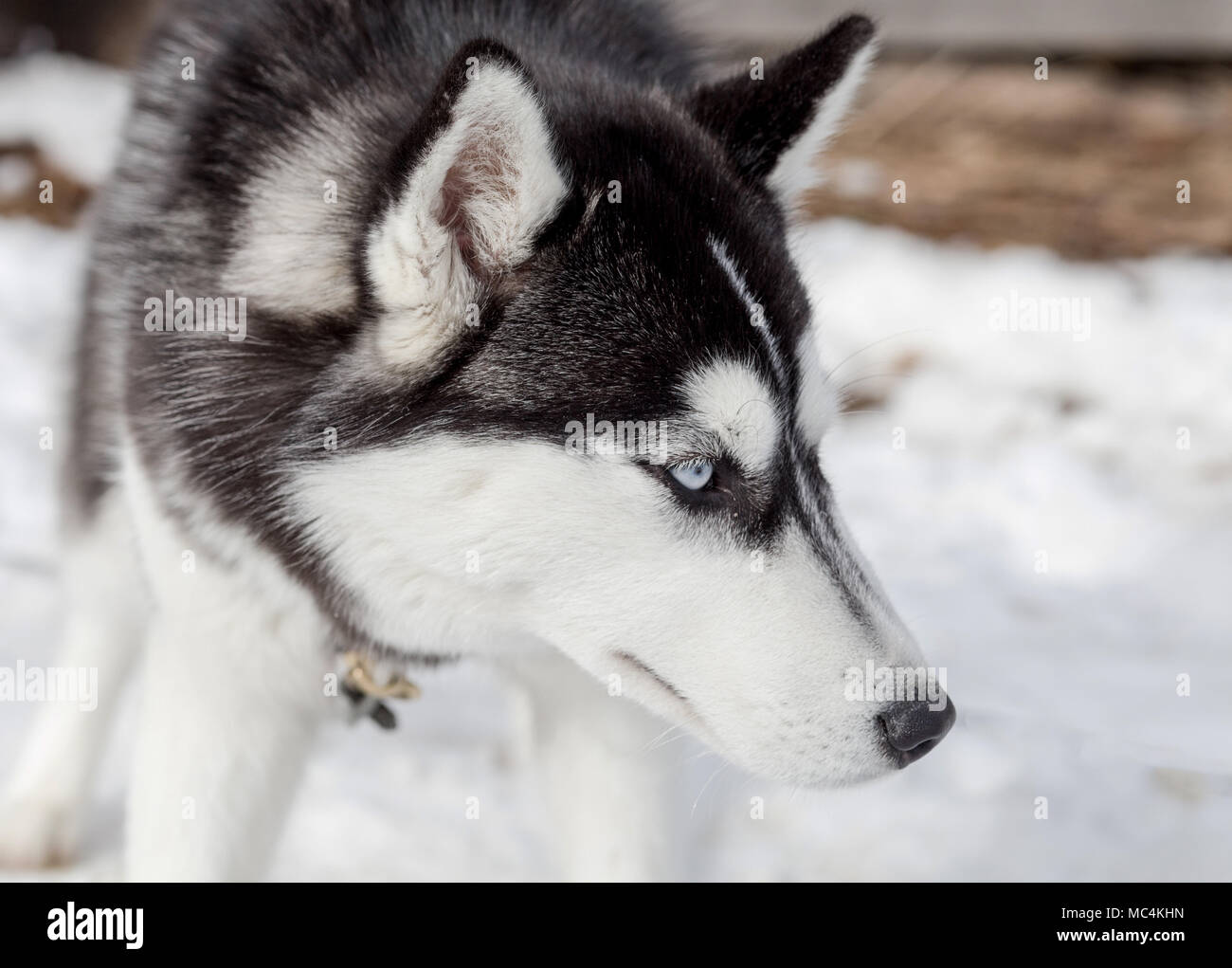 Siberian husky portrait in winter Stock Photo - Alamy