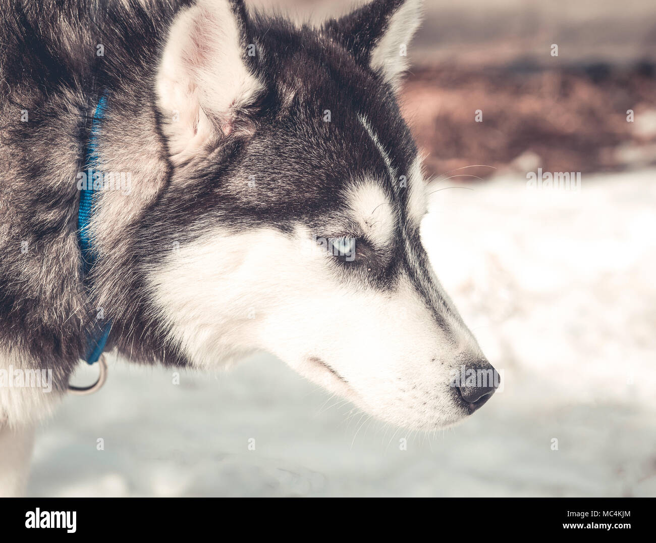 Siberian husky portrait in winter Stock Photo - Alamy