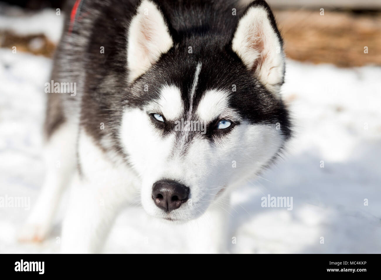 Siberian husky portrait in winter Stock Photo - Alamy