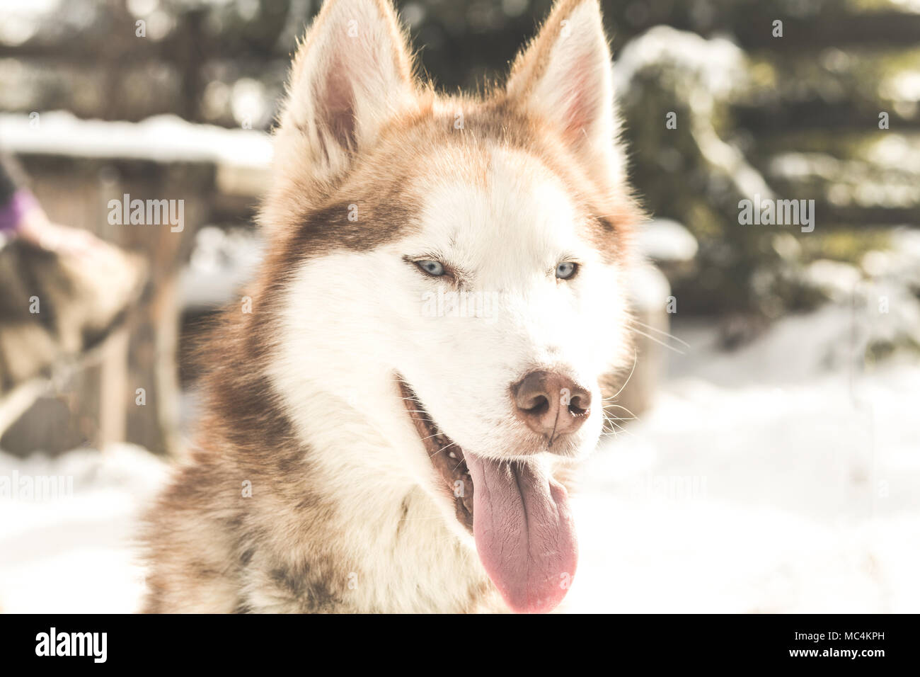 Siberian husky portrait in winter Stock Photo - Alamy