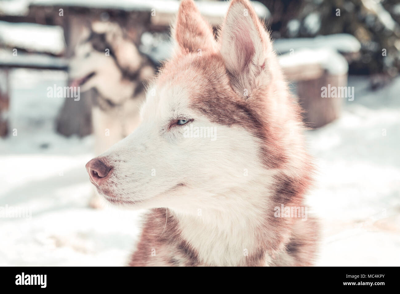 Siberian husky portrait in winter Stock Photo - Alamy