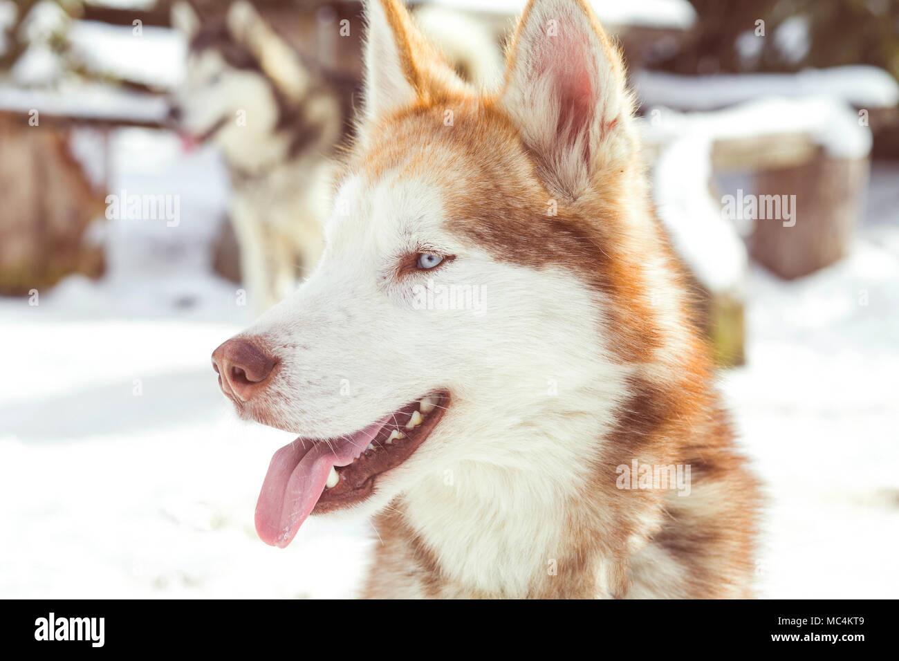 Siberian husky portrait in winter Stock Photo - Alamy
