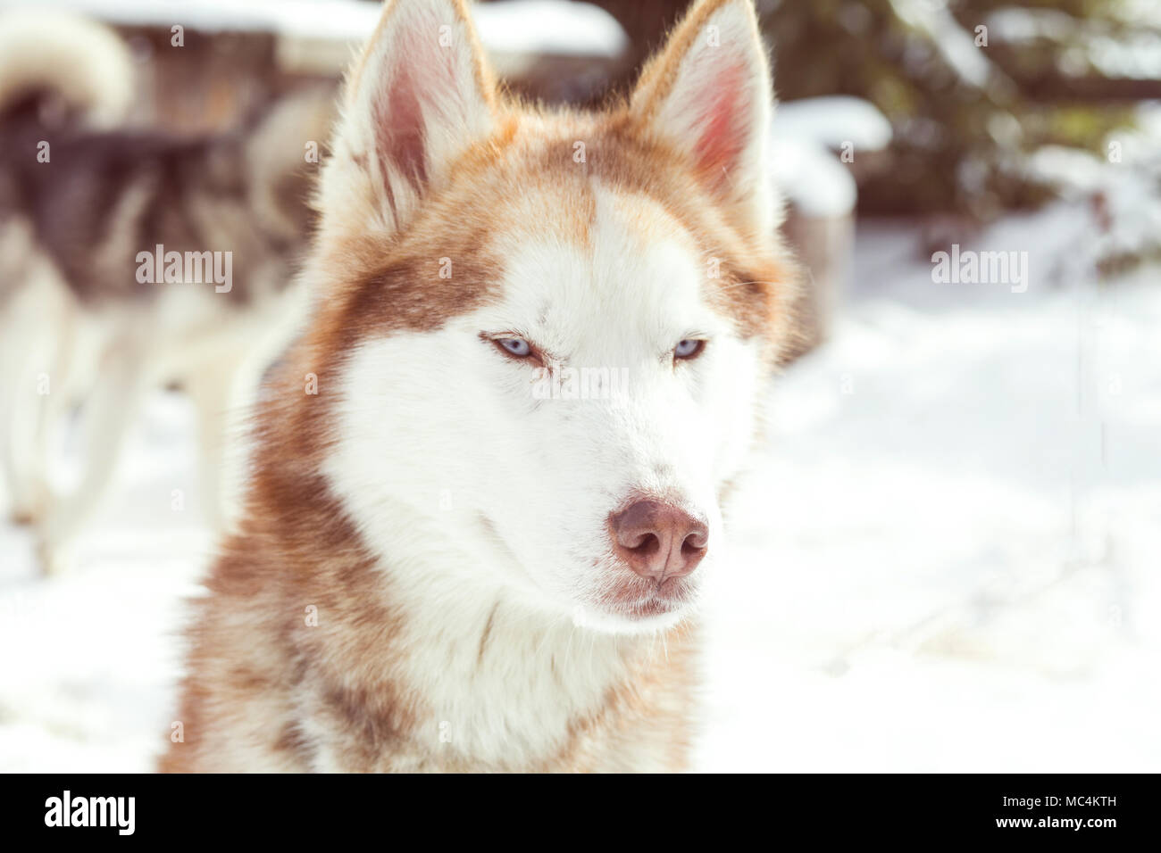 Siberian husky portrait in winter Stock Photo - Alamy