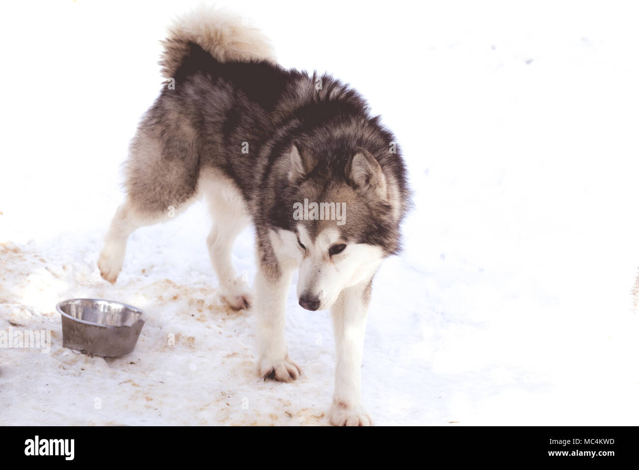 Siberian husky portrait in winter Stock Photo - Alamy