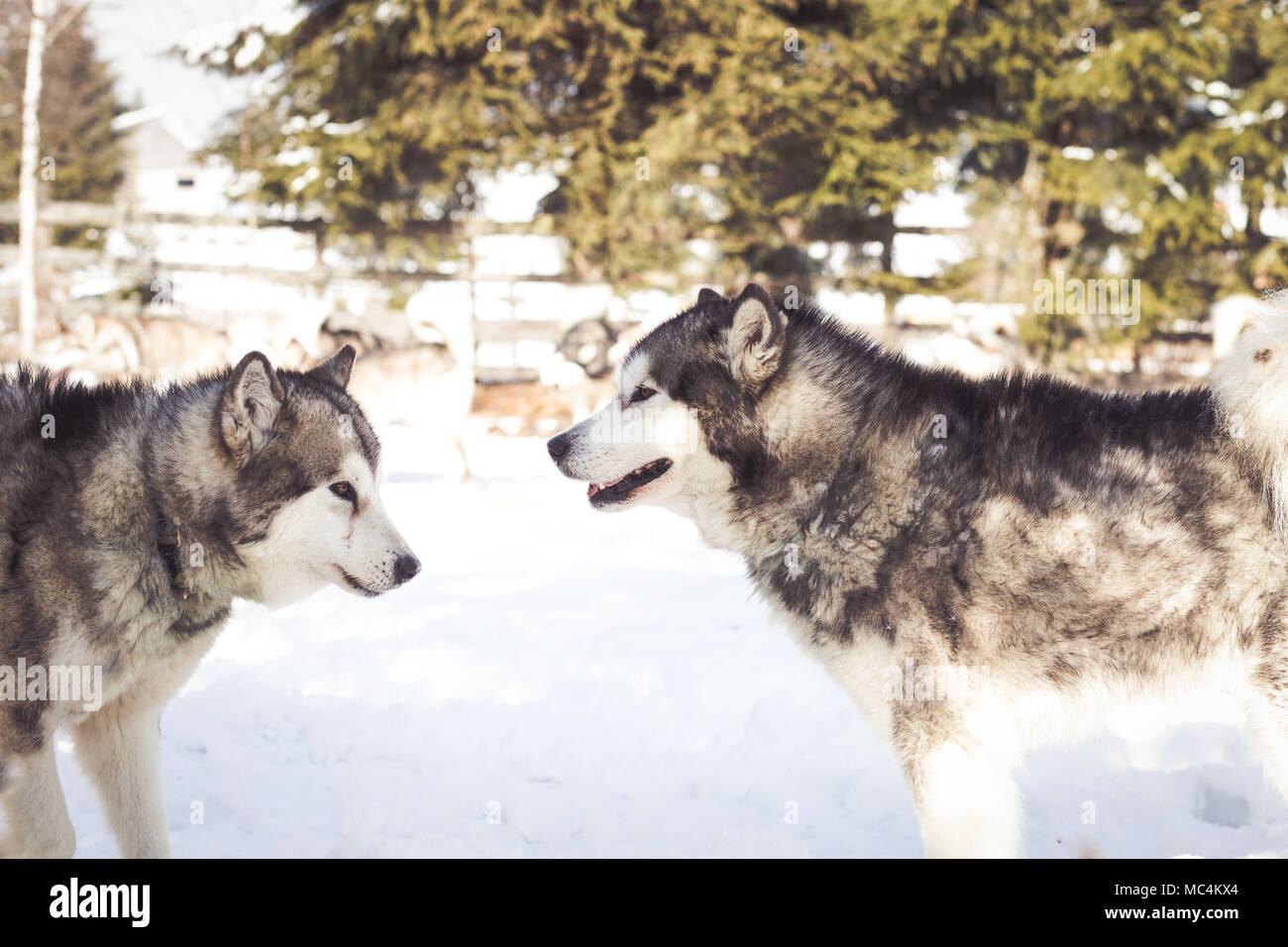 Siberian husky portrait in winter Stock Photo - Alamy