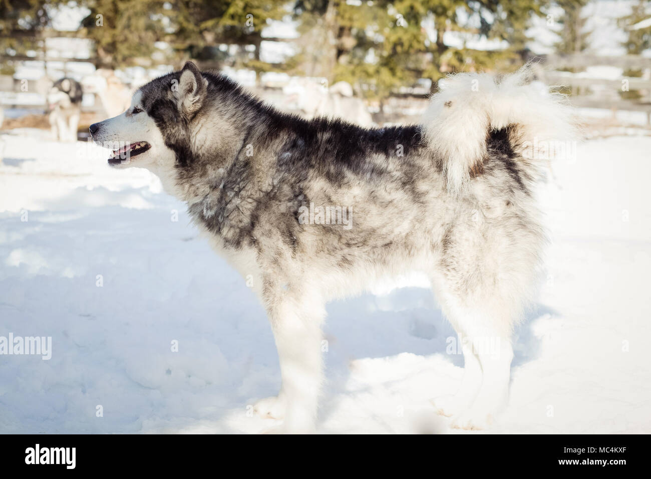 Siberian husky portrait in winter Stock Photo - Alamy