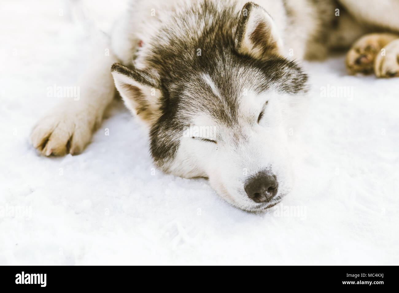 Siberian husky portrait in winter Stock Photo - Alamy