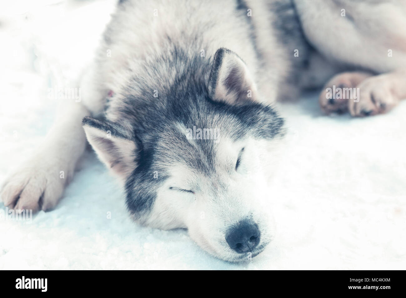 Siberian husky portrait in winter Stock Photo - Alamy