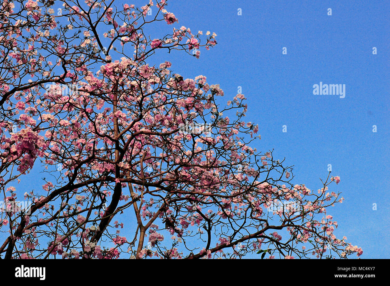 Full bloom sakura pink cherry blossom with blue sky Stock Photo - Alamy