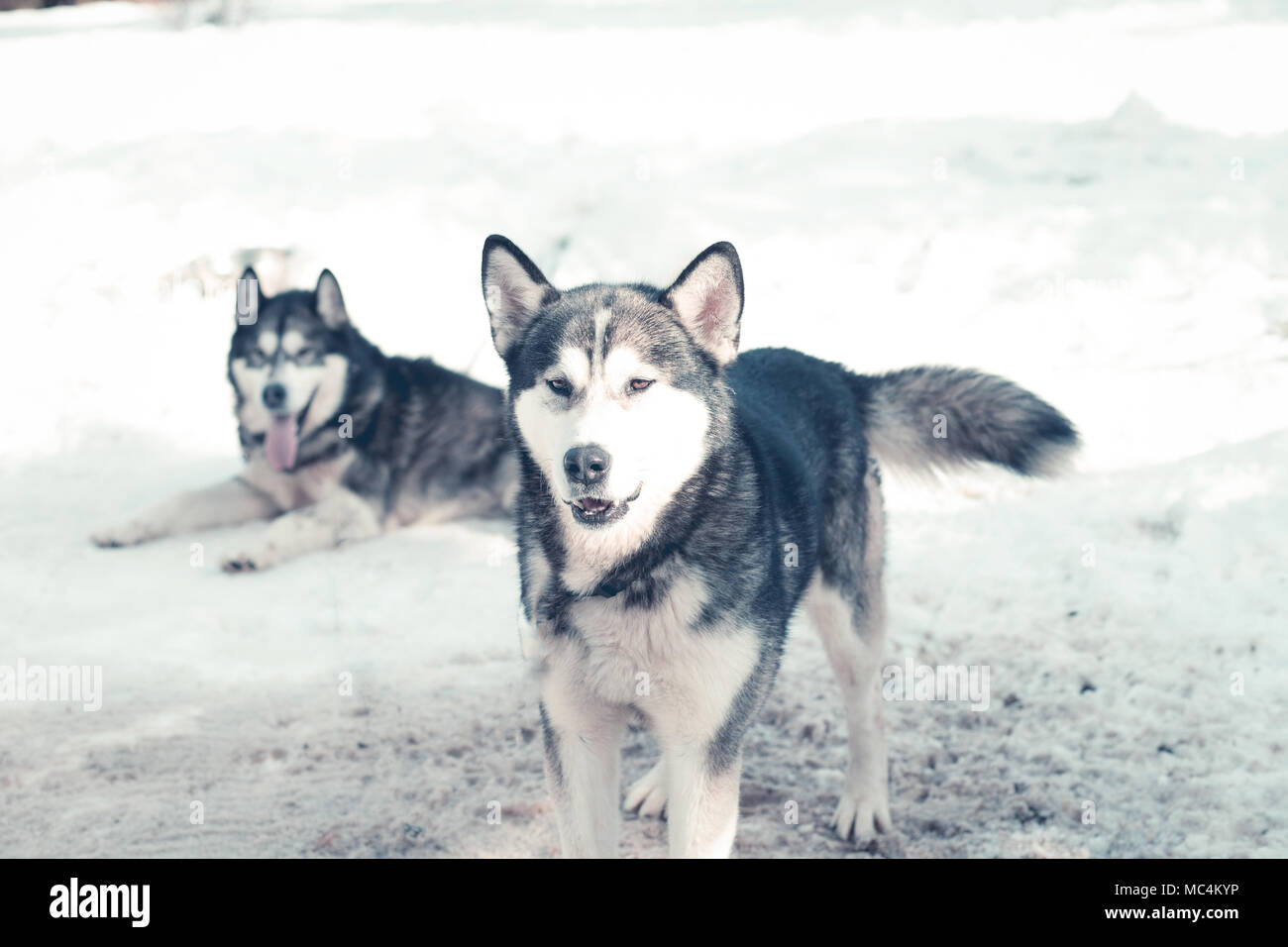 Siberian husky portrait in winter Stock Photo - Alamy
