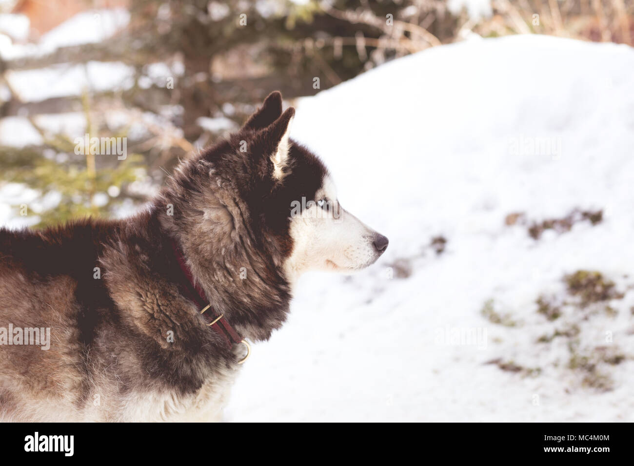 Siberian husky portrait in winter Stock Photo - Alamy