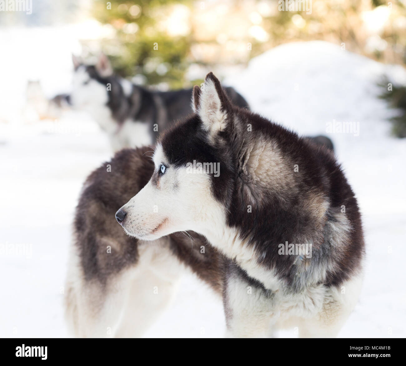Siberian husky portrait in winter Stock Photo - Alamy