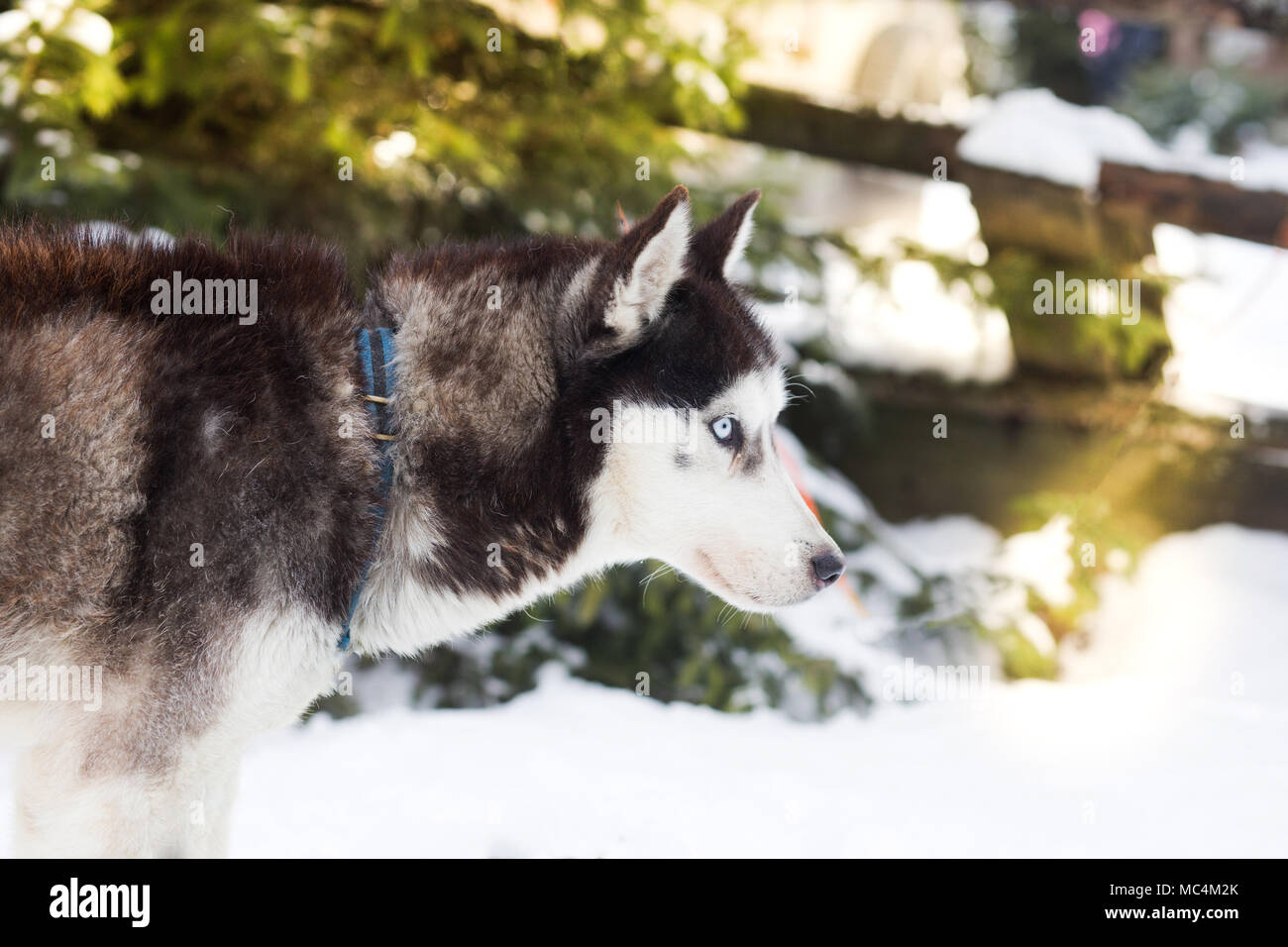 Siberian husky portrait in winter Stock Photo - Alamy