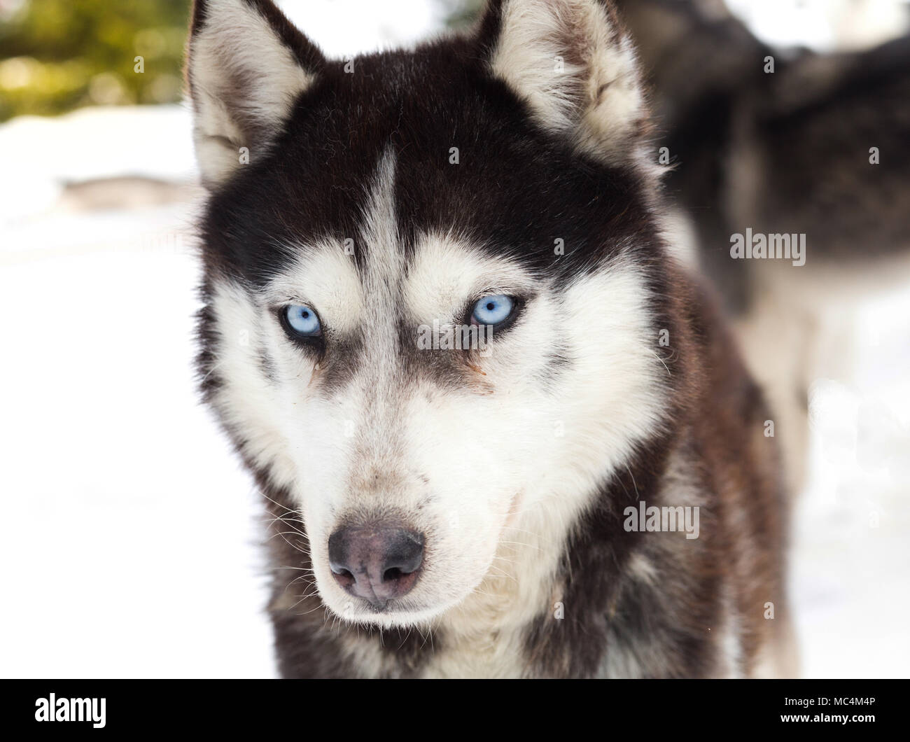 Siberian husky portrait in winter Stock Photo